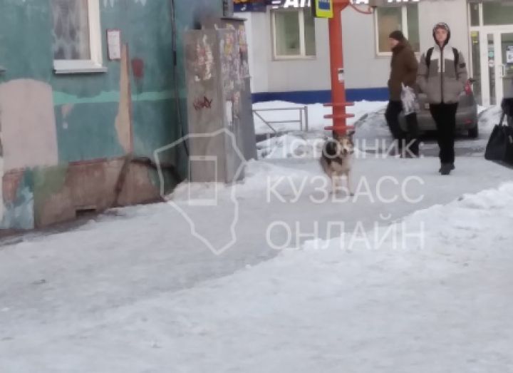 «Кидается на людей»: кемеровчане пожаловались на агрессивных собак в центре города