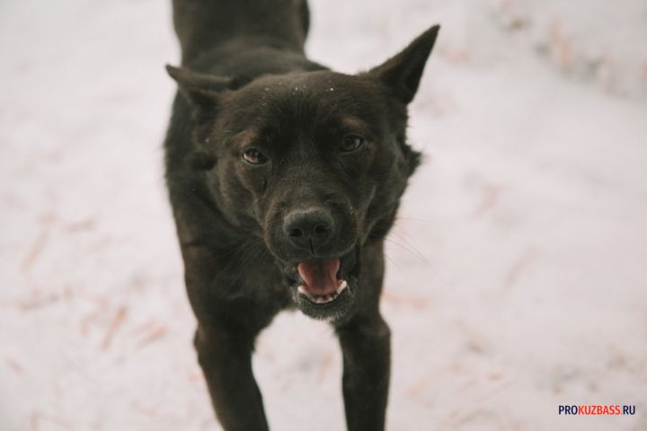 Следователи начали проверку после сообщений о нападении собак на первоклассницу в Кузбассе