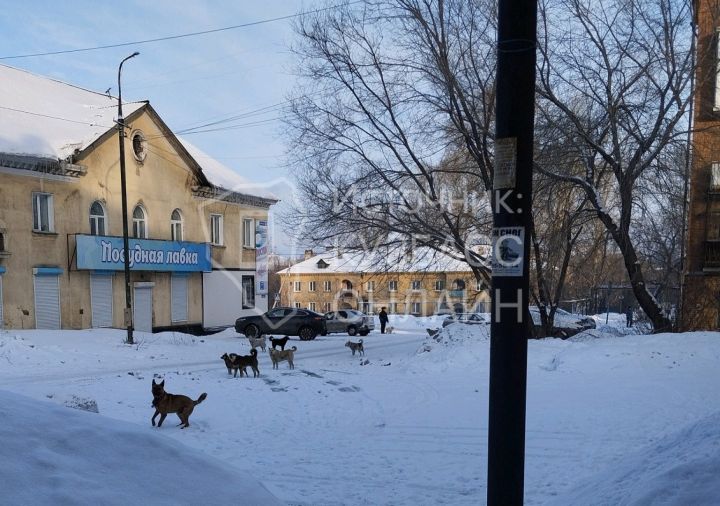 «Стали бросаться на людей»: киселевчанка пожаловалась на поселившихся на одной из улиц собак