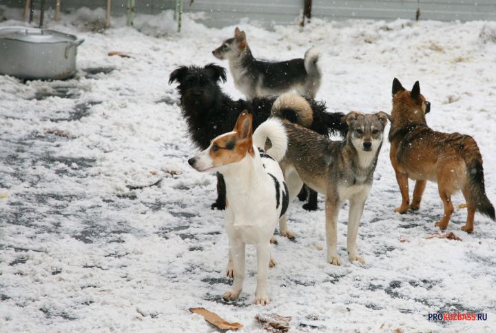 Полиция опровергла информацию о массовом отравлении бродячих собак в кузбасском городе