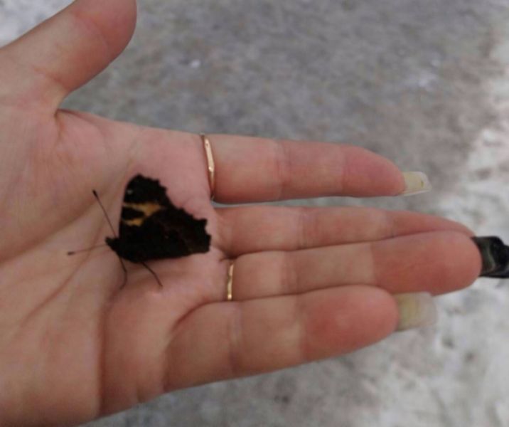 Жительница Кузбасса сообщила о появлении первых бабочек после зимы