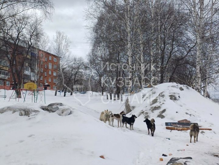 Собаки заполонили детскую площадку в кузбасском городе