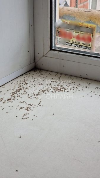 «Мушки летят из подвала»: кемеровчанка пожаловалась на протечку канализации в доме