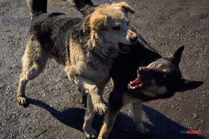 Свора бездомных собак атаковала кота на глазах у жителей кузбасского двора