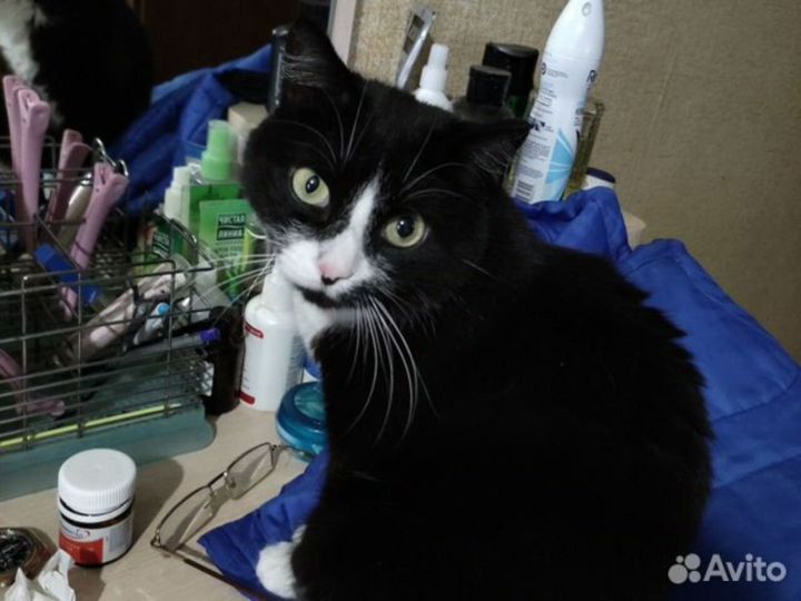 «Орет на жену»: кемеровчанин выставил на продажу громкую кошку за 1 млн рублей