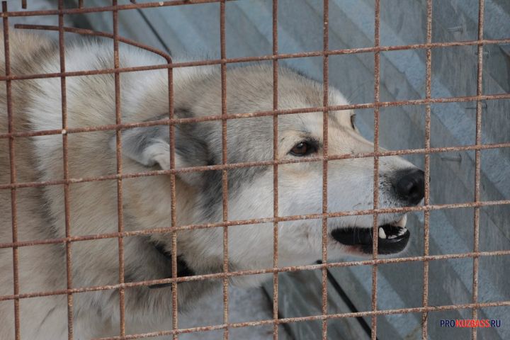 Жительница Кузбасса попала под суд по делу о смертельном нападении собаки на ребенка