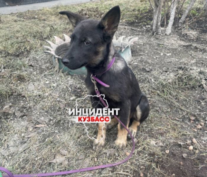 Семья с детьми жестоко обошлась с щенком в одном из дворов Новокузнецка 