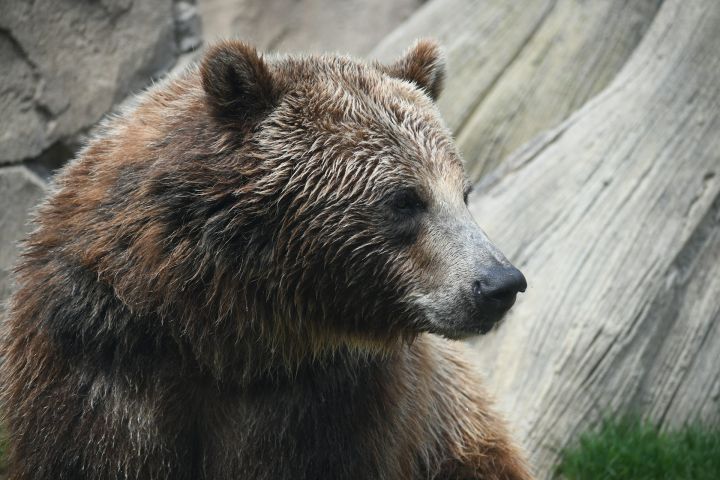 Медведь зашел на территорию угольного предприятия в кузбасском городе