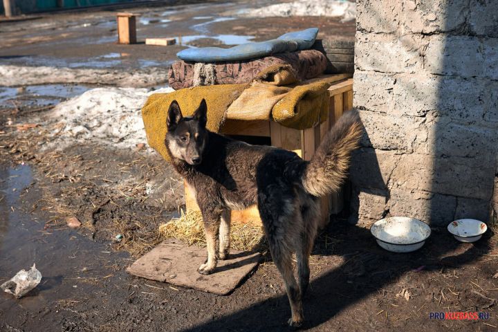 «Провоцируют ДТП»: беспризорные собаки в Кемерове стали кидаться под колеса машин 