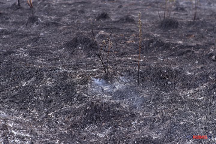 Сухая трава загорелась в поле около кузбасского поселка