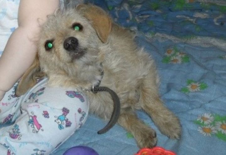 Жительница Кузбасса заявила о дерзком похищении ее пожилого пса