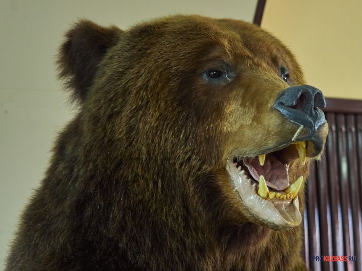 Семейство медведей подобралось к стеле в кузбасском городе