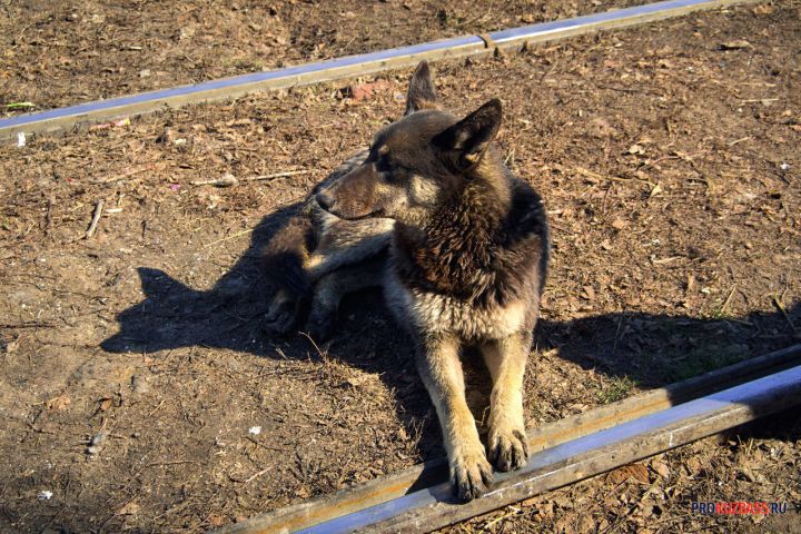 Большая свора бездомных собак запугала кемеровчан с Южного