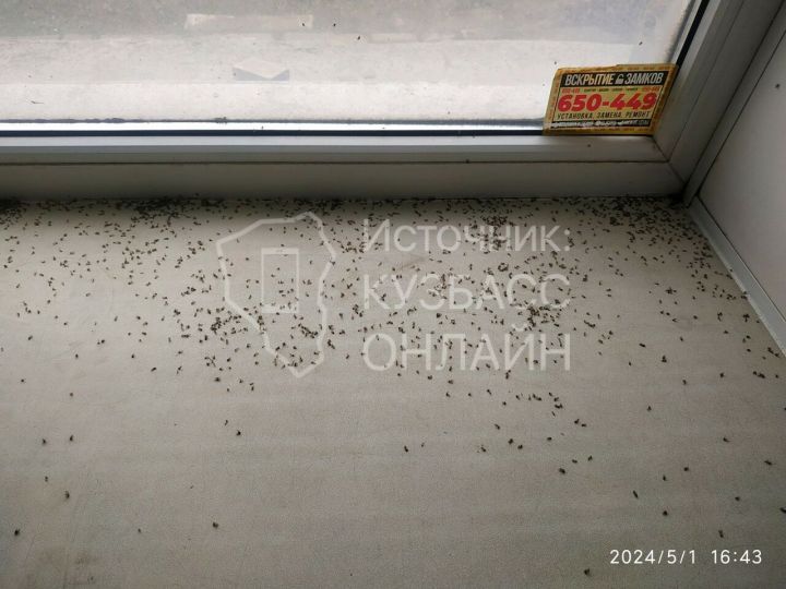 «Тысячами кишат»: насекомые заполонили подъезд многоквартирного дома в Кемерове