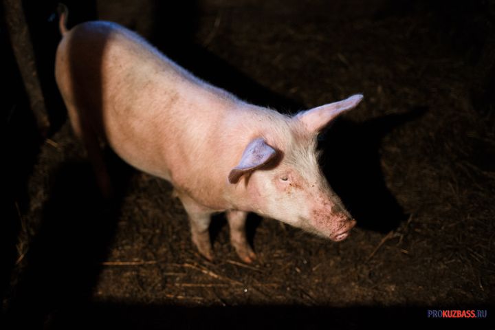 Гулявшая в дождь у жилых домов свинья позабавила кузбассовцев