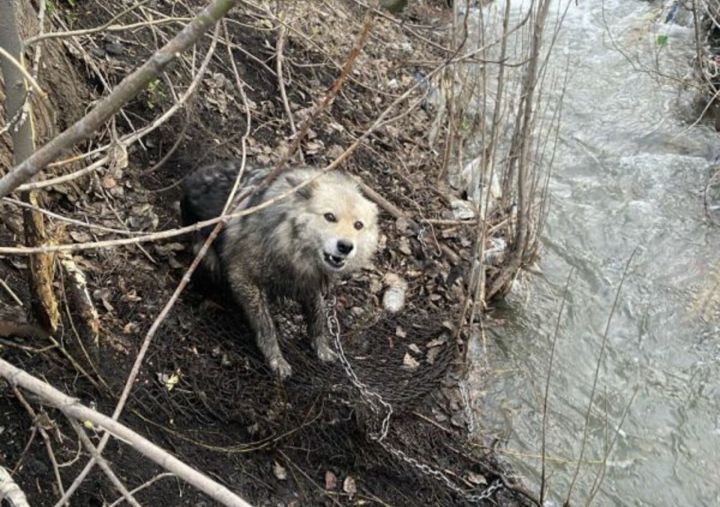 Спасатели в Новокузнецке вызволили собаку из металлических сетей
