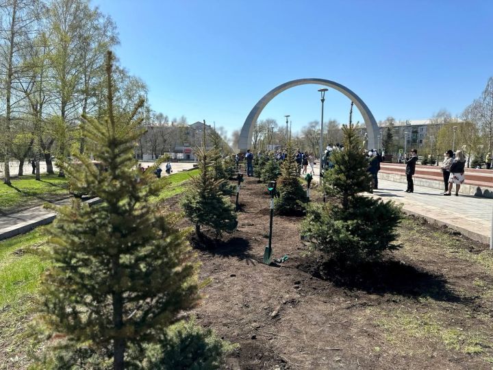 Новые ели появились на Бульваре Героев в Новокузнецке