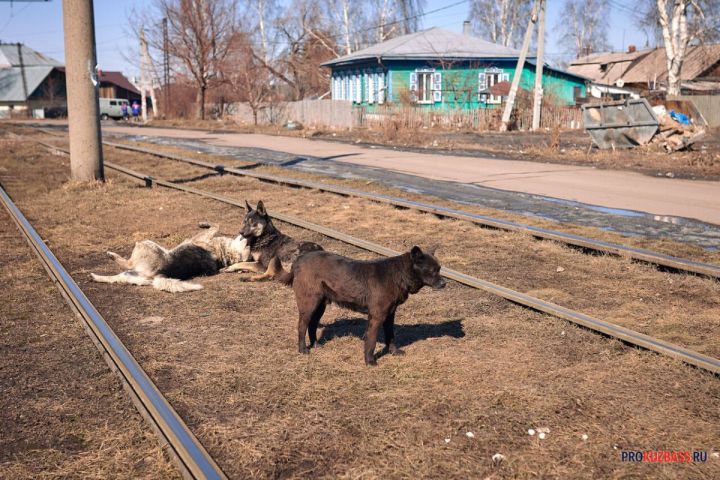 Кемеровчанин пожаловался на обитающих у парка в центре города агрессивных собак 