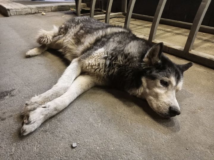 Кемеровчанин объявил о поиске дома для выброшенного на улицу пса породы хаски