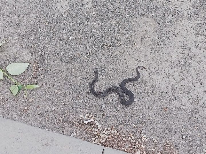 Соцсети: змея укусила девочку-подростка в кузбасском городе