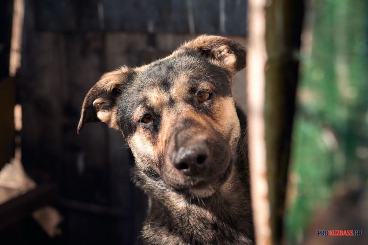 Бездомные собаки атаковали прохожего в кузбасском городе