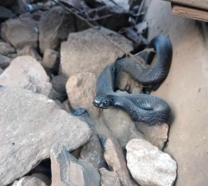 Соцсети: жительница Кузбасса попала в реанимацию после нападения змеи