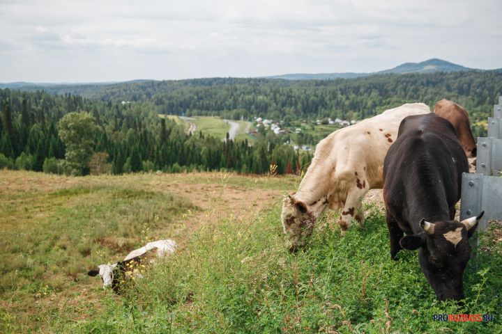 Водители пожаловались на прогулки стада коров по оживленной дороге в Новокузнецке