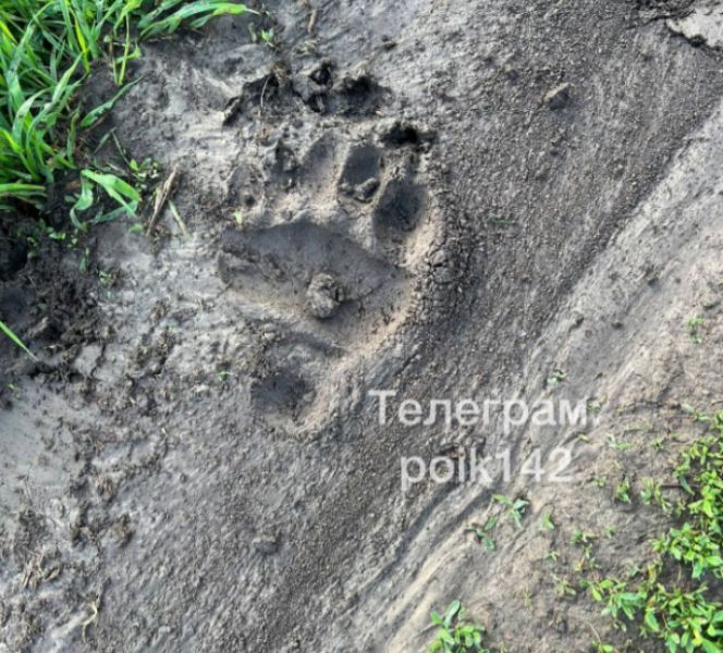 Медведь оставил следы около села в Кузбассе