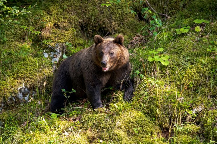 Медведи в дикой природе. Виды, фото и описание . Animal Planet - Мир животных Дз