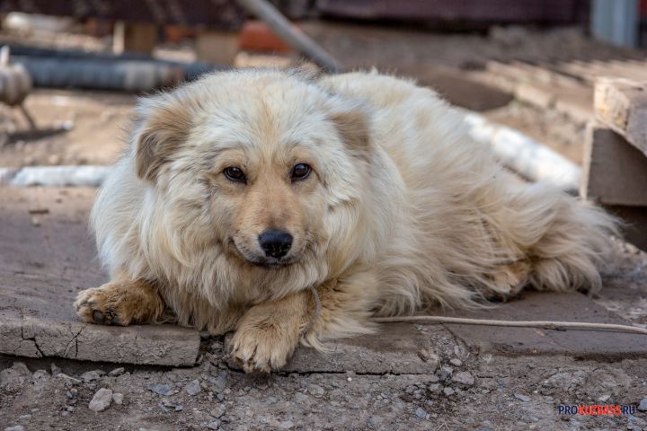 Большой пес расцарапал припаркованный во дворе автомобиль в Новокузнецке