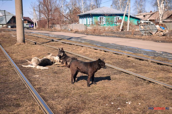 Следком в Прокопьевске объявил о поиске пострадавших при атаке злых собак 