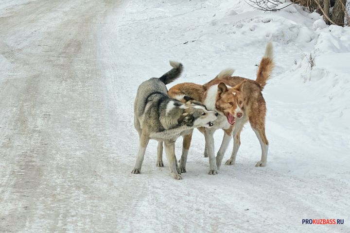 Кемеровчане пожаловались на нашествие злых псов по вине доброй пенсионерки