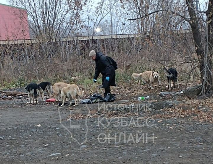 «Ходить стало опасно»: большая свора собак поселилась рядом с больничным городком в Кемерове