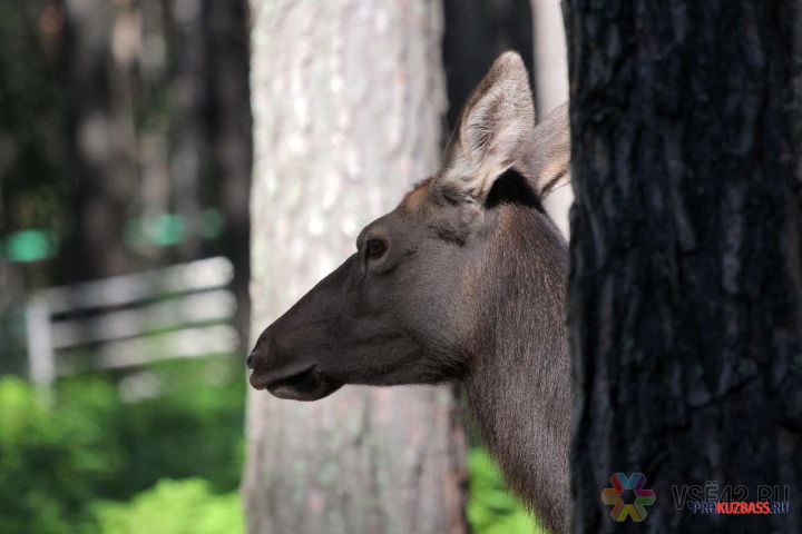 В Кузбассе начнут считать диких животных
