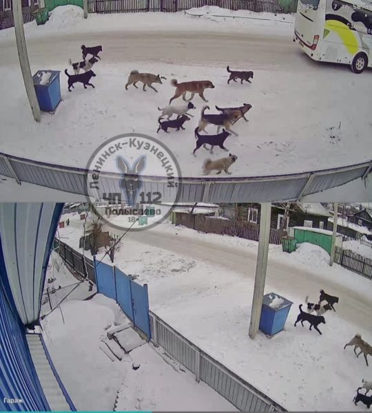Огромные стаи бродячих собак пугают кузбассовцев