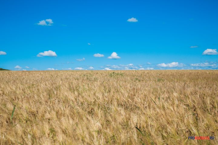 Власти выделят на поддержку сельскохозяйственной отрасли в Кузбассе свыше 1,2 млрд рублей