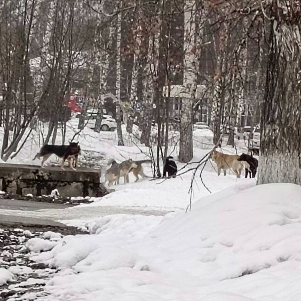 Собаки поселились на ведущей к школе тропинке в Кузбассе