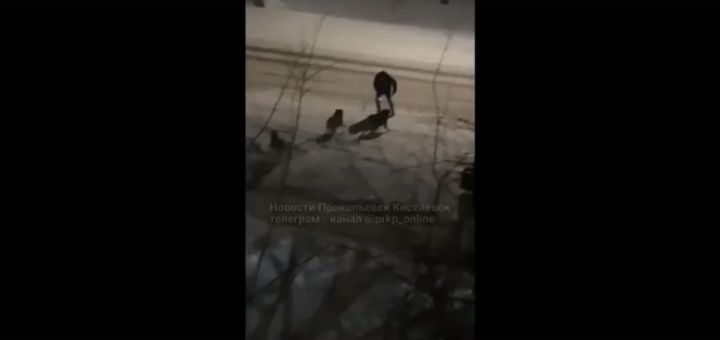Соцсети: в Прокопьевске бездомные собаки напали на мужчину