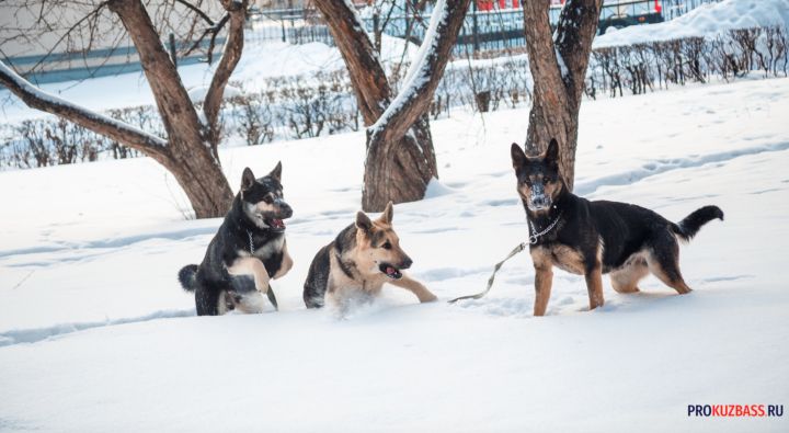 В Новокузнецке собак из приюта выпустили на улицу рядом со школой