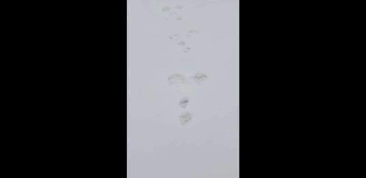 Загадочные следы на снегу заметили новокузнечане
