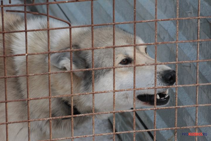 Следователи Кузбасса возбудили дело после сообщения о нападении бездомной собаки