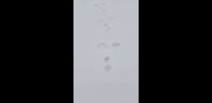 В Новокузнецк забрела росомаха