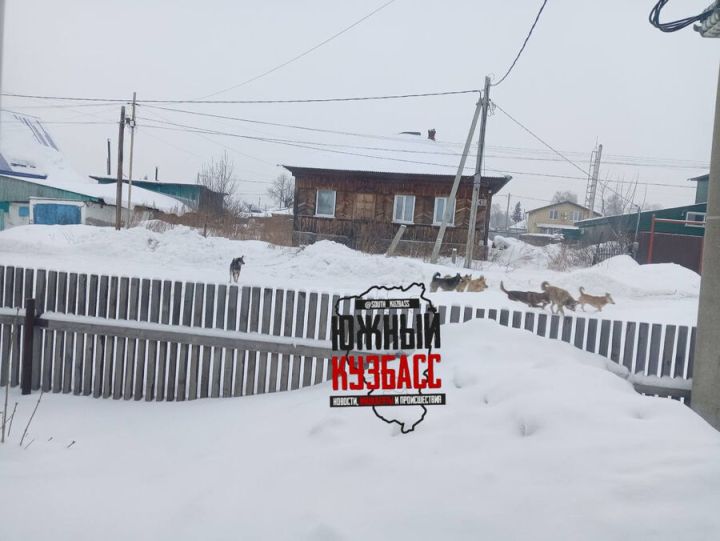 Бродячие собаки создают угрозу для школьников в кузбасском городе