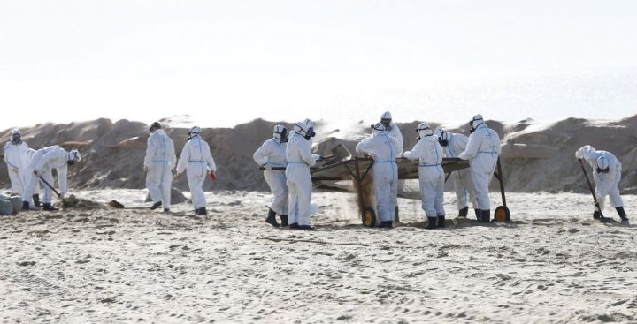 Волонтеры из Кузбасса очистили от мазута более 6,5 километра пляжа в Анапе