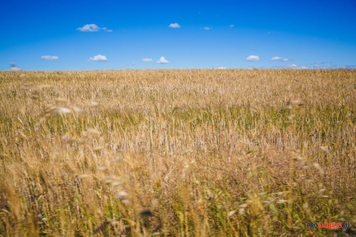 Десятки тысяч тонн зерна вывезли из Кузбасса в январе