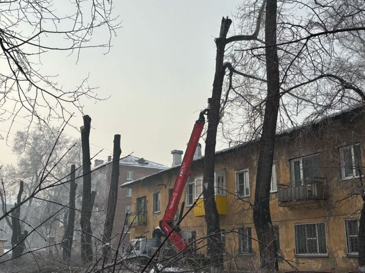 Специалисты начали массово спиливать опасные деревья в Новокузнецке