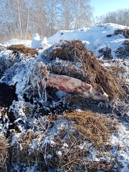 Прокуратура выявила скотомогильник и свалку на сельхозземлях близ кузбасского поселка