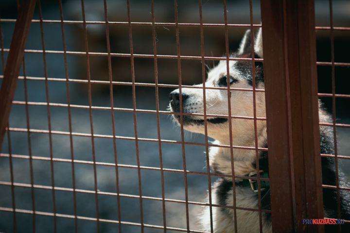 В Кузбассе начнут умерщвлять бродячих собак