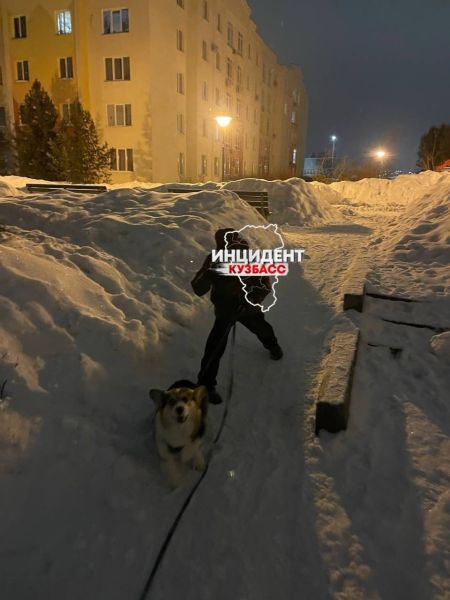 Соцсети: собака без намордника покусала кемеровчанку