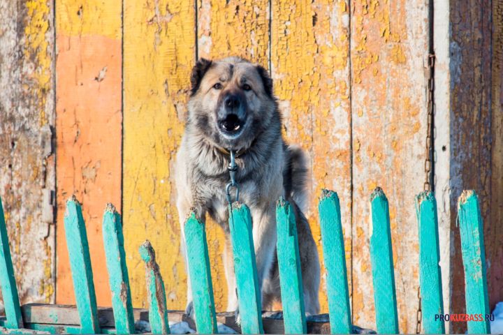 В Кузбассе владельцы собак заплатят 20 тысяч за нападение на детей